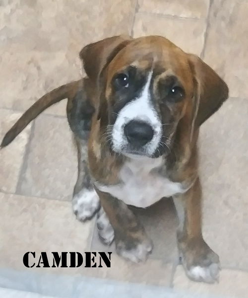 Camden