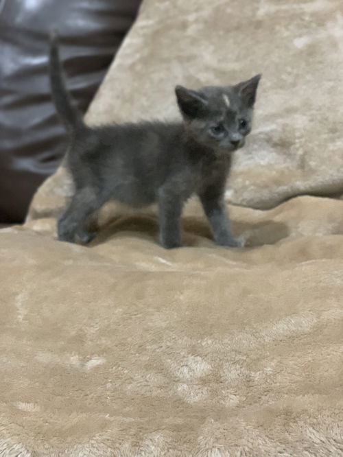 Gracie