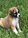 Lucy