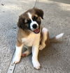Lucy