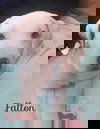 Fallon
