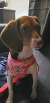 Stella the Mini Beagle