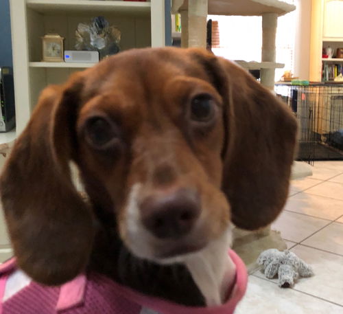 Stella the Mini Beagle