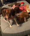 Stella the Mini Beagle
