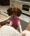 Stella the Mini Beagle
