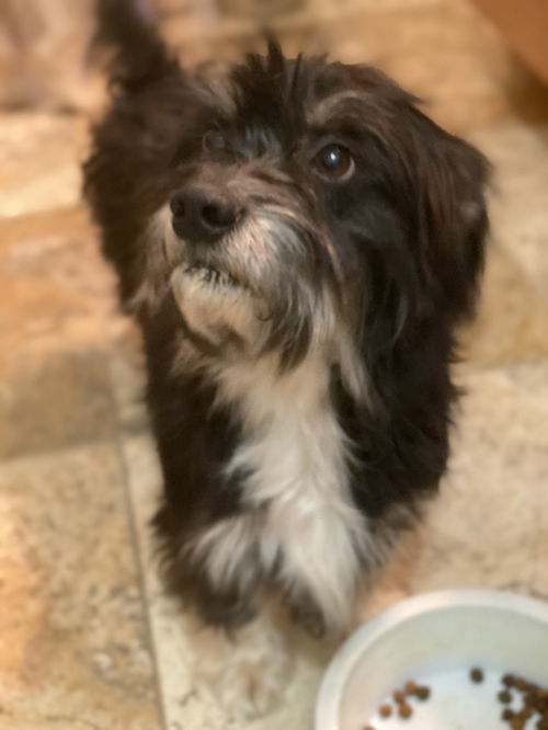 Bandit