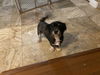 Bandit
