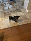 Bandit