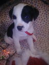 Holly