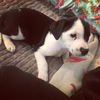Jingle