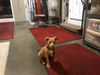 Dixie