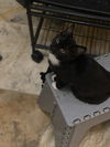 Pepe Le Pew