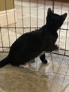 Pepe Le Pew