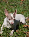 Dottie