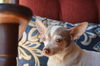 Dottie