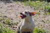 Dottie