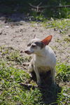 Dottie