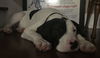 Snoopy