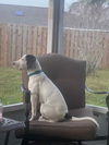 Snoopy