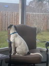 Snoopy