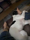 Snoopy