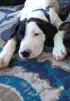 Snoopy