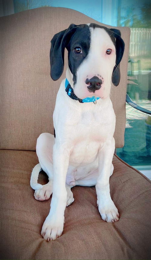 Snoopy
