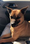 Duke