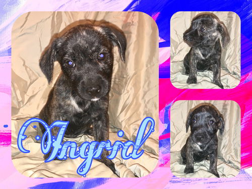 Ingrid