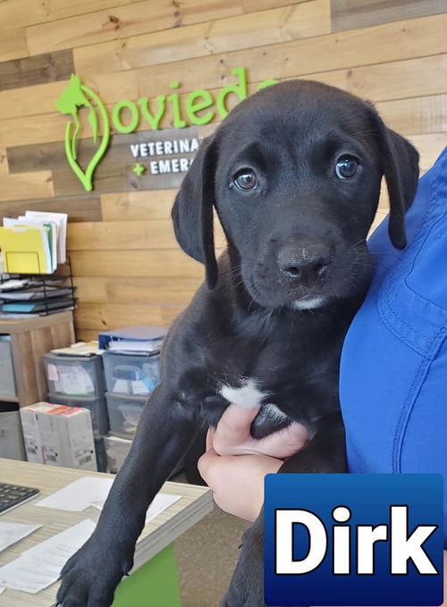 Dirk