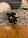 Dozer