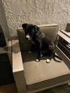 Dozer