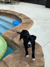 Dozer