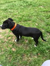 Dozer