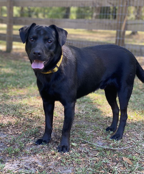 Shadow the little lab