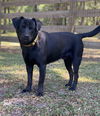 Shadow the little lab