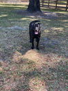 Shadow the little lab
