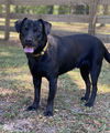 Shadow the little lab