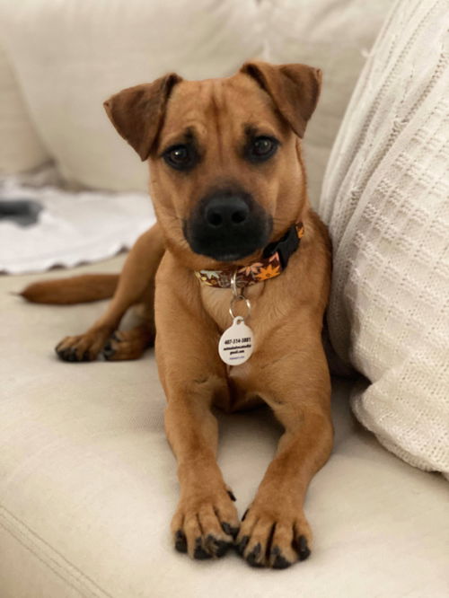 Piper