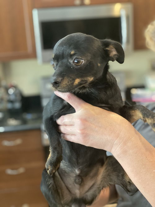 Taz