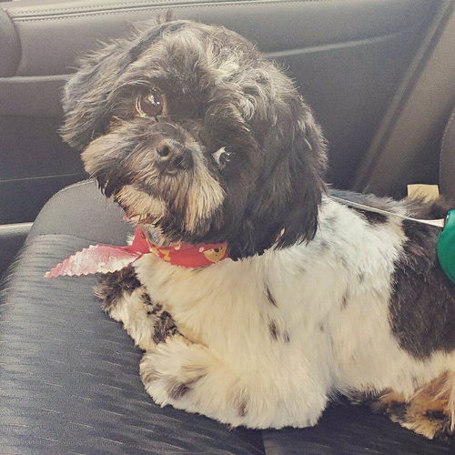 Oreo the Shih Tzu