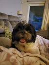 Oreo the Shih Tzu