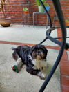 Oreo the Shih Tzu