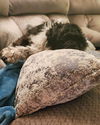 Oreo the Shih Tzu