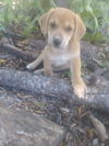 Destany