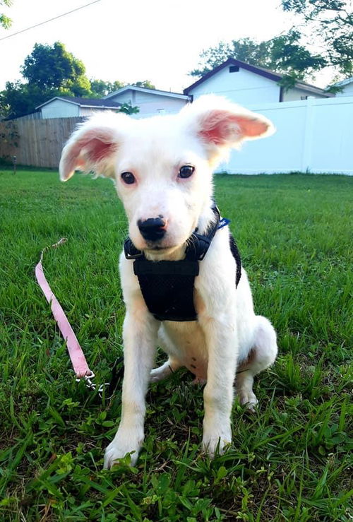 Falkor