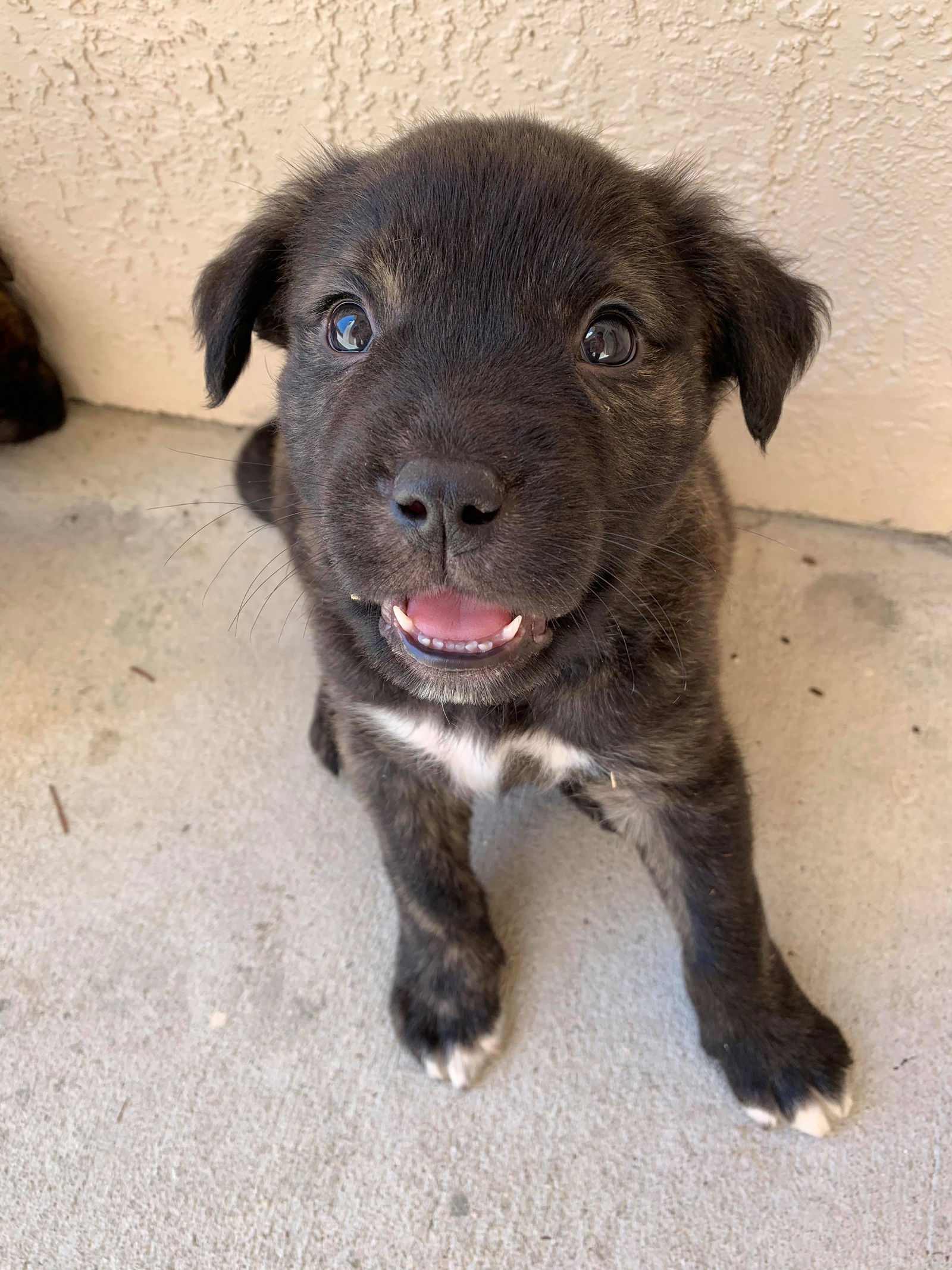 Pitbull australian shepherd lab hot sale mix