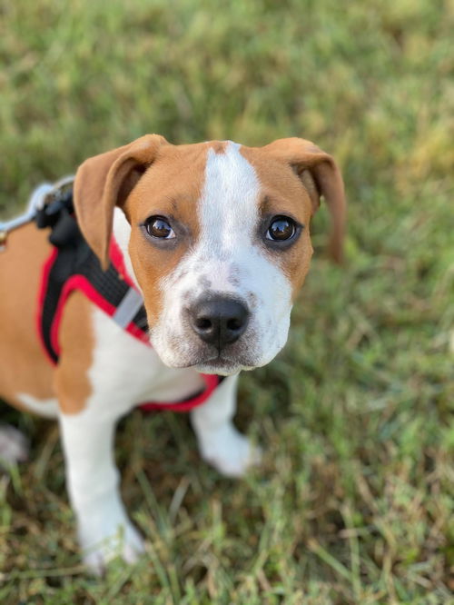 Maverick