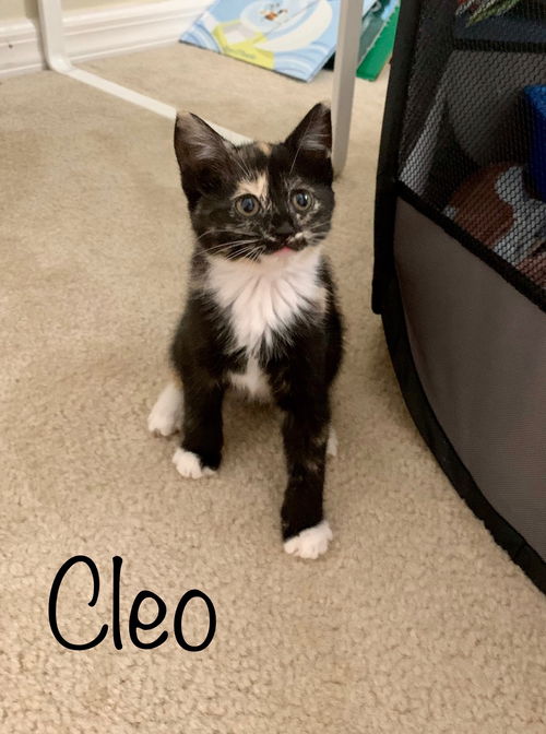 Cleo