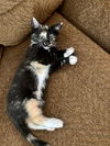 Cleo